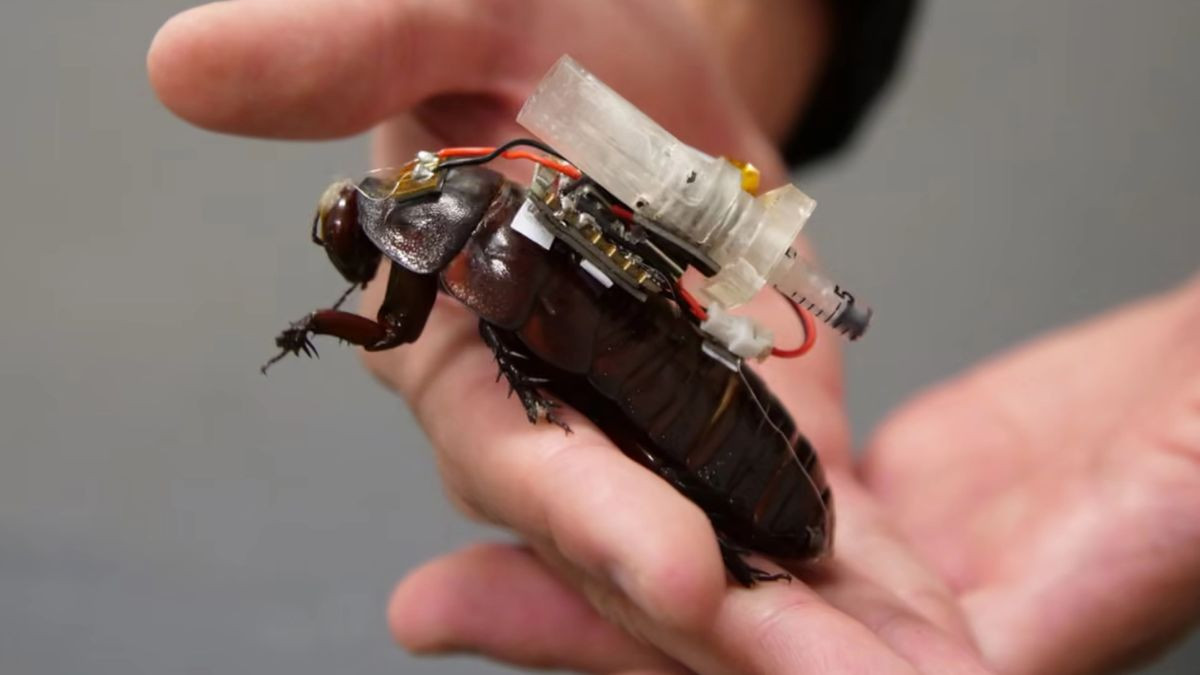 Cyborg κατσαρίδες προορίζονται για επιχειρήσεις διάσωσης μετά από ισχυρούς σεισμούς