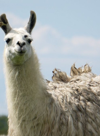 Η Meta παρουσιάζει τα νέα AI μοντέλα Llama 4 image