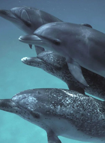 DolphinGemma: Η Google θέλει να μάθει τι λένε τα δελφίνια με νέο AI εργαλείο! image