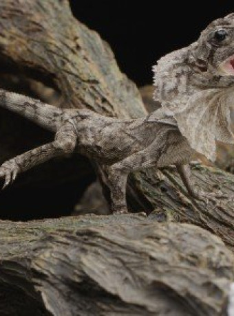 Ξέχνα την ανάλυση 4K και δες το πρώτο υλικό στα 6K (6144 x 3160) με τον αισθητήρα RED Dragon! [Video] image