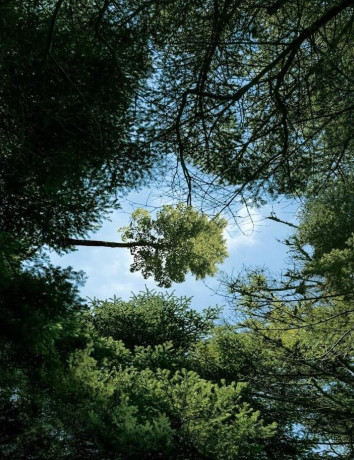 Vodafone Smart Forest: Το πρώτο «έξυπνο» δάσος στην Ελλάδα image