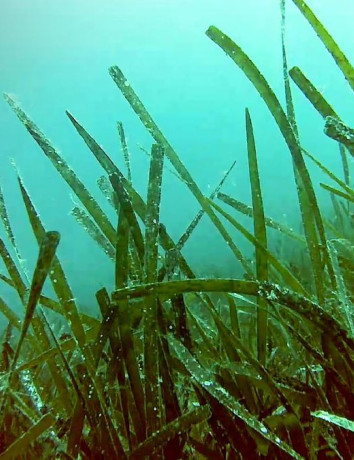 Vodafone Posidonia: Στην «επιφάνεια» περισσότερα υποθαλάσσια λιβάδια Ποσειδωνίας image