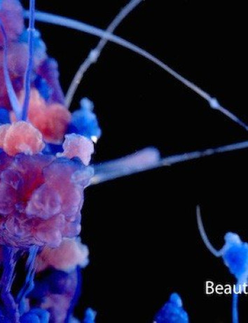 Beautiful Chemistry: Εντυπωσιακές λήψεις χημικών αντιδράσεων σε πραγματικό χρόνο σε ανάλυση 4K [Videos] image