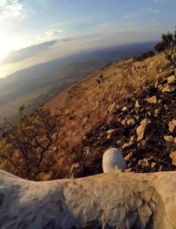 Γύπας καταγράφει εκπληκτικά πλάνα με μια GoPro κάμερα [Video] image