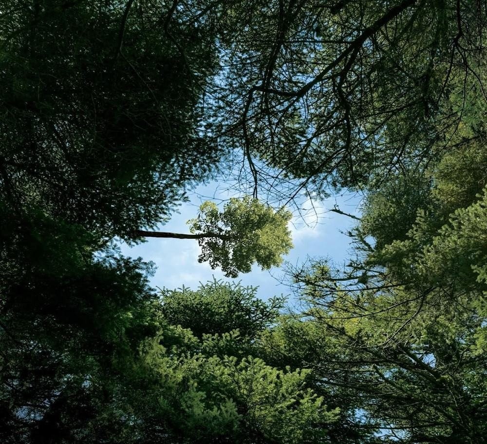 Vodafone Smart Forest: Το πρώτο «έξυπνο» δάσος στην Ελλάδα