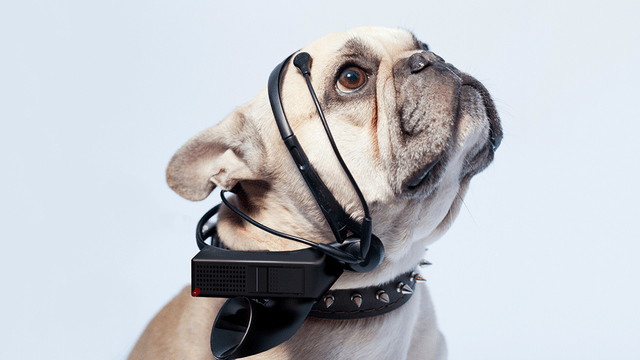 No More Woof: Νέα συσκευή μπορεί να διαβάσει τη σκέψη του σκύλου σου! [Video] image