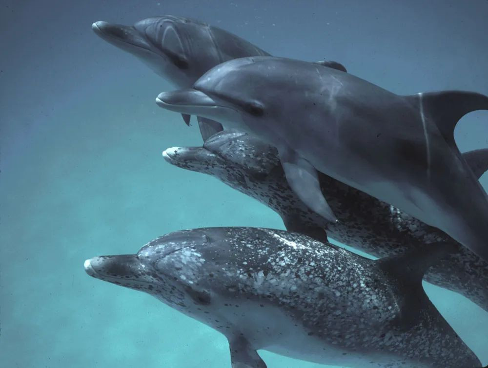 DolphinGemma: Η Google θέλει να μάθει τι λένε τα δελφίνια με νέο AI εργαλείο! image