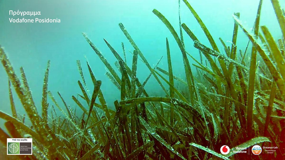 Vodafone Posidonia: Στην «επιφάνεια» περισσότερα υποθαλάσσια λιβάδια Ποσειδωνίας image