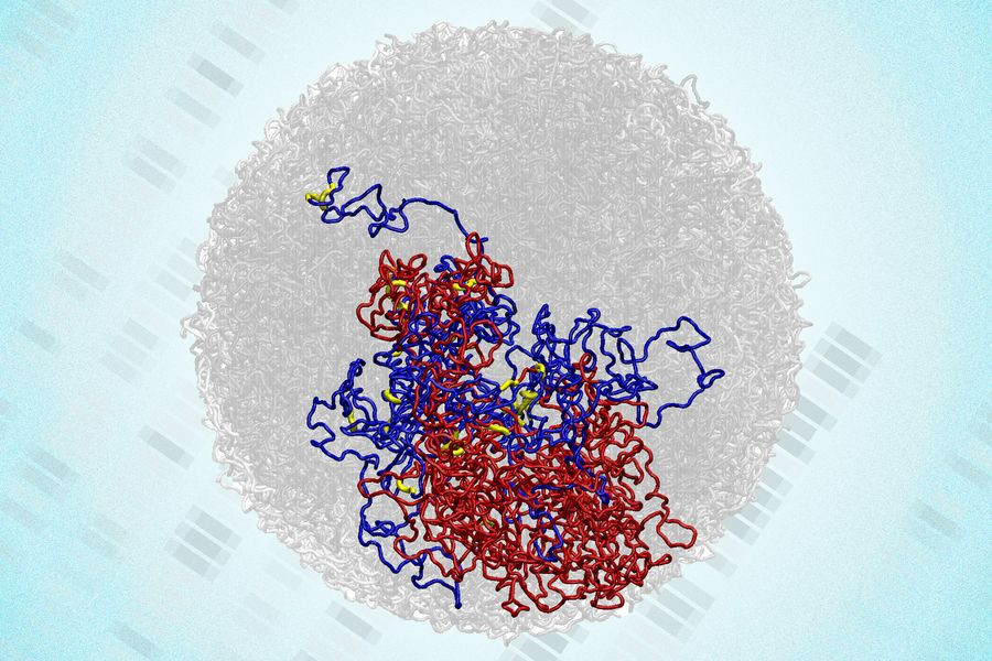 Το MIT ανακάλυψε 3D δομές DNA που επιβιώνουν της κυτταρικής διαίρεσης image