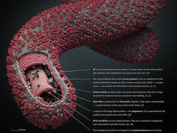 Όλα όσα θέλεις να ξέρεις για τον ιό Ebola μέσα από ένα animation video image