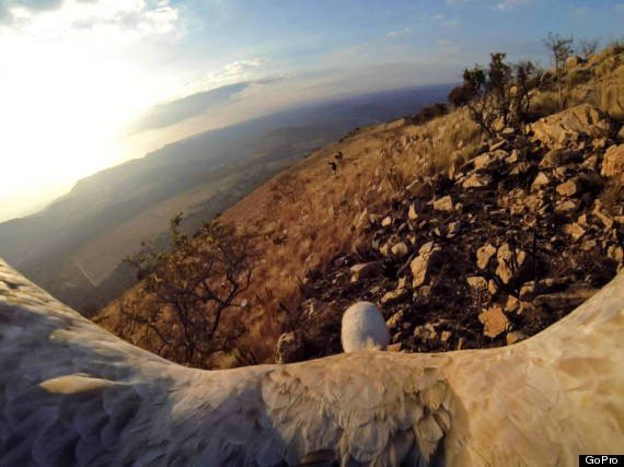 Γύπας καταγράφει εκπληκτικά πλάνα με μια GoPro κάμερα [Video] image