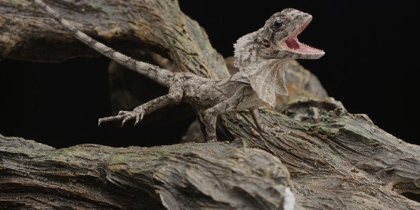 Ξέχνα την ανάλυση 4K και δες το πρώτο υλικό στα 6K (6144 x 3160) με τον αισθητήρα RED Dragon! [Video] image