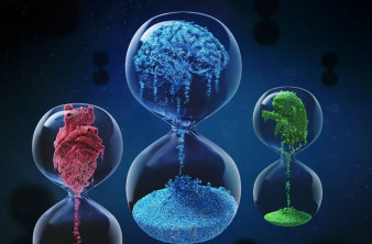 Νέα έρευνα προβλέπει ποια όργανα γερνούν πιο γρήγορα στο σώμα μας image