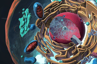 Recordanelles: Το σύστημα που καταγράφει το ιστορικό δραστηριότητας των μορίων RNA μέσα στα κύτταρα!