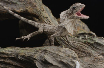 Ξέχνα την ανάλυση 4K και δες το πρώτο υλικό στα 6K (6144 x 3160) με τον αισθητήρα RED Dragon! [Video] image